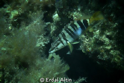 painted comber fish serranus scriba by Erdal Altın 